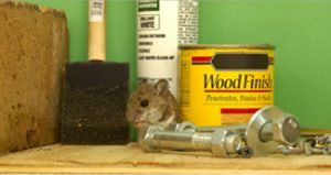 small animal with hardwares and paint products