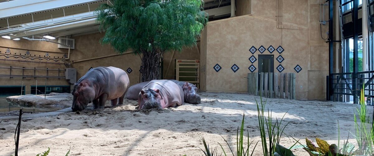 Habitat plus agréable pour la famille d’hippopotames