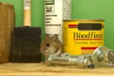 small animal with paint products and hardware