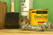 small animal with paint products and hardware